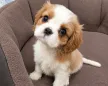 Cavalier King Charles spanjeli kutsikad!