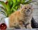 Котята экзоты
