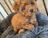 Toy poodle  3 available like to play around. good with kids.