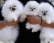 Terved pomeranian kutsikad lapsendamiseks.