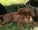 Кинг Чарльз спаниель/King Charles spaniel
