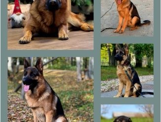 Щенки 2022-2023 от той же мамы