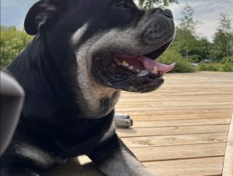 Папа щенков