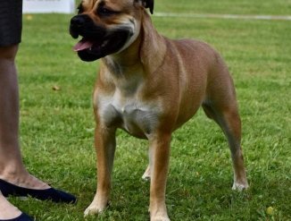 Мама щенков