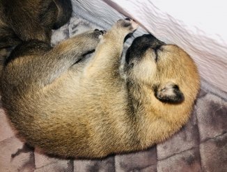 Малыш Антей