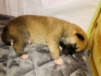 Малыш Отари