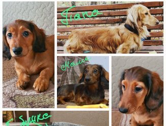 Родители/vanemad