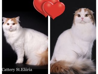 Родители котят.Папа-Scottish Straight & мама-Scottish Fold