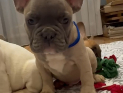 Французский бульдог