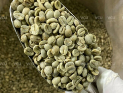 High-quality Arabica/Robusta coffee beans for sale