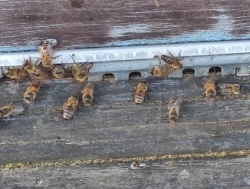 Продаются пчелы и оборудование