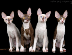 Продаются котята Корниш Рекс (Cornish Rex)