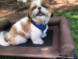 Милый щенок ши-тцу