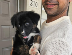 Очаровательная бордер-колли