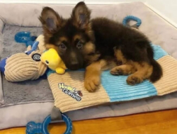 Немецкая овчарка-компаньон