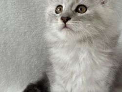 Продажа котят