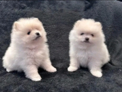 Pomeranian kutsikad otsivad kodu