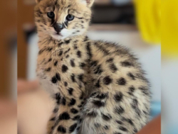 Доступны котята сервала (экзотическая кошка).