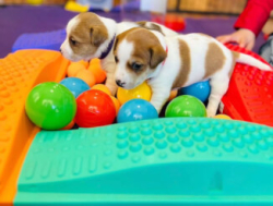 Великолепные щенки джек-рассел-терьера