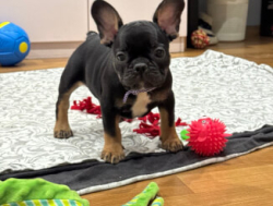 Французские бульдоги