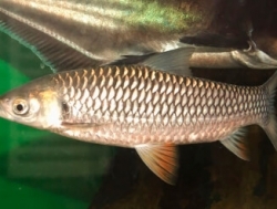 Аквариумные тропические большие рыбы