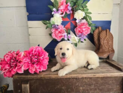 Продаются очаровательные щенки лабрадора Привет всем!