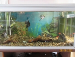 Аквариум с рыбками бесплатно