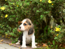Beagle puppy