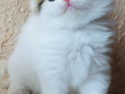 Scottish Straight/Fold