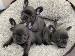 Prantsuse buldogi kutsikad otsivad uut kodu.