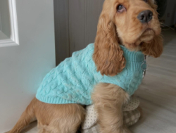 Väike Ameerika kokkerspanjeli kutsikas lapsendamiseks.