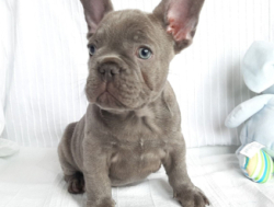 Prantsuse buldogi kutsikad