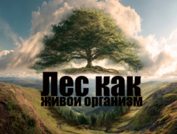 Тайная жизнь деревьев раскрыта учеными в 2025 году!