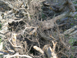 Удаления пня каштана