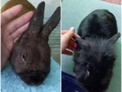 Отдам двух декоративных кроликов