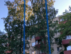 Ветки трех берез возле дома сильно беспокоят жильцов