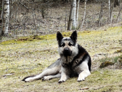 Ищем невесту для молодого восточника