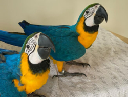 Müüa armsad ja imelised arapapagoid