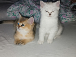 Продаем котят Британцы