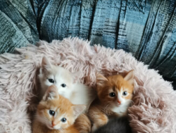 Котята ищут любящих родителей
