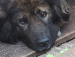 Возьму собаку охранника