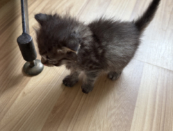 Котята домашние