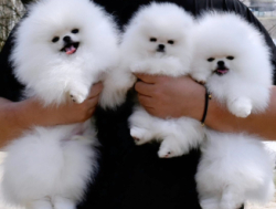 Terved pomeranian kutsikad lapsendamiseks.