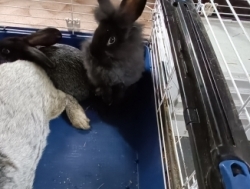 Кролики декоративные