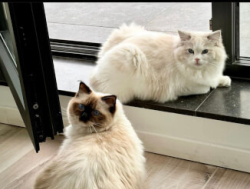 Võluvad rogdoll-kassid lapsendamiseks.