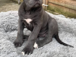 Забота о кане-корсо