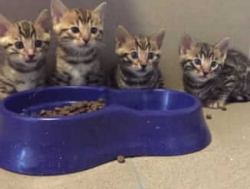 Bengali kassipojad saadaval