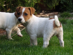 Saadaval on isased ja emased Jack Russelli kutsikad