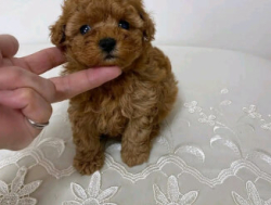 Прекрасные щенки померанского шпица