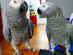 Kaks rääkivat Aafrika halli papagoid otsivad armastavaid kodusid..